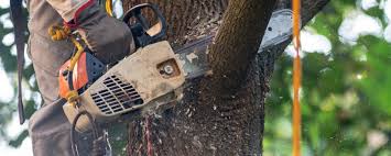 Haverford College, PA Tree Care Services Company