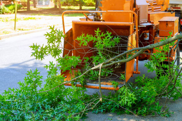 Best Lot and Land Clearing  in Haverford College, PA