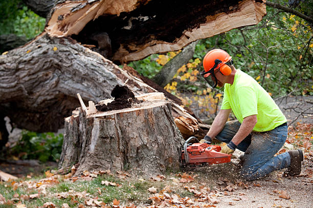 How Our Tree Care Process Works  in  Haverford College, PA